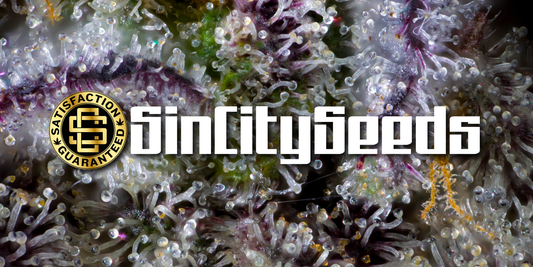 Sin City Grow Room Banner